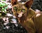 Sphynx cat - Wikipedia