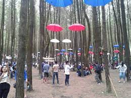 Trail camp sky to sea. Managament Research Trip Wisata Alam Baru Hutan Pinus Semeru Desa Arjosari Hutan Malang Pedesaan