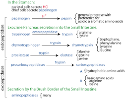 Amino Acid Metabolism Digestion Absorption