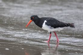 Pied Oystercatcher Haematopus Longirostris Adventure Bay Bruny Island Tasmania Australian Birds Bruny Island Bird Photo