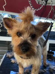 Your pet is treated like i would want mine to be treated and i will do everything i can to meet and exceed your. Posh Pets Grooming Salon Home Facebook