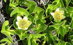 Image result for Balthasaria