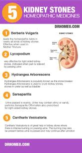 Homeopathic Medicines For Kidney Stone Dissolve Them Fast Naturally