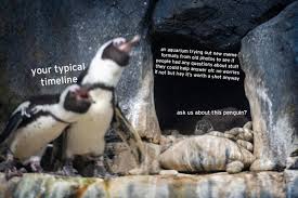 See more ideas about penguin meme, cute comics, cute penguins. Monterey Bay Aquarium On Twitter Memes For The Pengwin