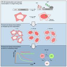 The alpha phase usually ends with a feature freeze, indicating that no more features will be added to the. First Responders Shape A Prompt And Sharp Nf Kb Mediated Transcriptional Response To Tnf A Sciencedirect
