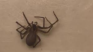 brown recluse what to know about the poisonous tennessee