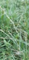 Image result for Panicum repentellum