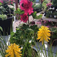 Kniphofia Torch Lily Banana Popsicle Spring Celebrities Carmine Rose Hollyhock With Another The Bees Are Just Loving Our Perennial