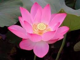 Flowers Animals Flowers In Cambodia Tanaman Gambar Bunga Tanaman Air