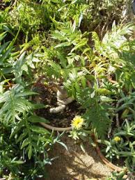 Image result for Erythrophysa