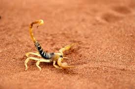 Desert Scorpion: Identification, Habitat & Safety Tips