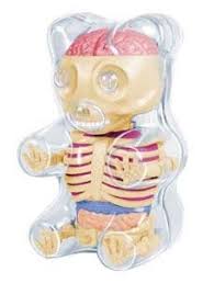 4d Master Baby Gummi Bear Skeleton Anatomy Model Amazon Ca Industrial Scientific
