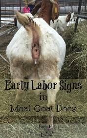 Being more aggressive this doesn't always happen, after all each doe is unique, but some of my does become a lot more. Early Labor Signs In Meat Goat Does Farm Fit Living