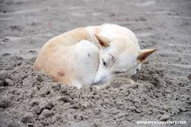 What your dog's sleeping position means? Different Types Of Dog Sleeping Positions And What They Mean My Puppy Story