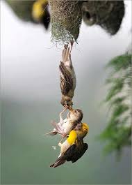 A Baby Bird Being Saved After Falling From The Nest By Both Parent Birds Beautiful Birds Animals Beautiful Pet Birds