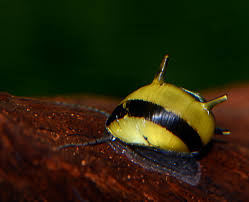 They control and eat pest snails, like bladder snails and pond snails. Nerite Snail Eggs Care Algae Eating Tips And Lifespan All About Nerite Snails Snail Aquarium Snails Fish Anatomy