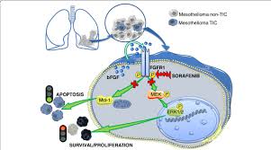 Adenocarcinoma cancers being usually in one of the following organs: Diagram Depicting The Proposed Mechanism Of Action Of Sorafenib In Download Scientific Diagram