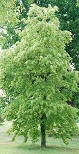 We did not find results for: The Beauty Of The Sourwood Tree Triangle Gardener Magazine