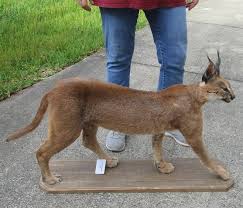 Free cat 3d models for download, files in 3ds, max, c4d, maya, blend, obj, fbx with low poly, animated, rigged, game, and vr options. Real African Caracal Cat Caracal Caracal Full Mount