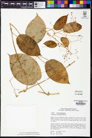 Image result for Vincetoxicum anomalum