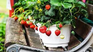 Tanaman dengan nama latin ananas comous sangat mudah ditemui di indonesia, buah nanas sendiri memiliki rasa yang sedikit asam dan mengandung banyak air. 8 Langkah Mudah Menanam Stroberi Di Pot Atau Polybag