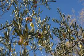 L Olivade Preparatifs Des Pierres Dans Mon Jardin Sec
