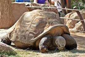 The galápagos islands were discovered by spanish sailors in. Galapagos Giant Tortoises Make A Comeback Thanks To Innovative Conservation Strategies