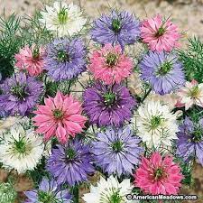 Love In A Mist Seeds Miss Jekyll Flower Garden Plans Blue Flowers Garden Wildflower Seeds