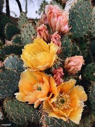 Free download 50 best quality prickly pear cactus drawing at getdrawings. Download Free Photo Of Blooming Opuntia Cactus In Arizona United States Arizonacactus Blooming Opuntia Cactus I In 2020 Opuntia Cactus Flower Aesthetic Cactus Flower