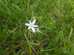 Maybe you would like to learn more about one of these? Maryland Zone 7a Small White Flowers Scattered Around The Lawn Whatsthisplant