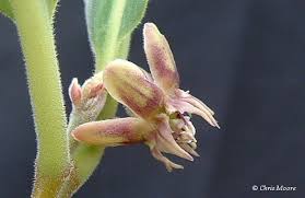 Image result for Raphionacme madiensis
