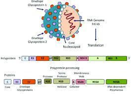Суммарные антитела к вирусу вирус гепатита с, определение рнк кол. Hepatitis C Virus Hcv Hcv Is An Enveloped Positivestranded Rna Download Scientific Diagram