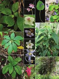 Image result for Gesneriaceae