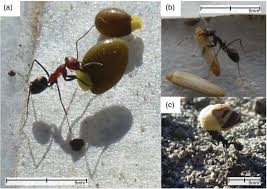 Learn the difference between cacti and cactuses with definitions and sentence examples. Role Of Ants As Dispersers Of Native And Exotic Seeds In An Understudied Dryland Ortiz Ecological Entomology Wiley Online Library