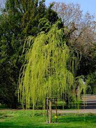 They are a member of the caprea genus of flowering trees. Different Willows Common Varieties Of Willow Trees And Shrubs