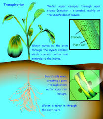 Transpiration refers to the evaporation of water from a biological surface, such as leaves, skin, or lungs. Transpiration Science Learning Hub