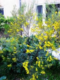 We will also give you the information you need to ensure that your. Acacia Calamifolia Australian Native Plants Plants 800 701 6517