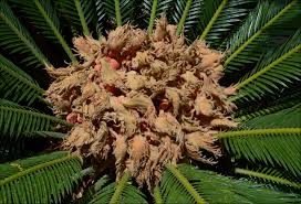 Image result for Zamiaceae