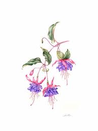 Fuchsia Flower Art Flower Illustration Flower Stencil