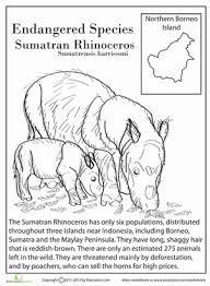 Endangered Animals For Kids Activity 3rd Graders Endangered Species Project Endangered Species Activities Endangered Species