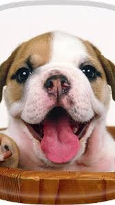 Puppies Mobile Wallpaper Hd Best Hd Wallpapers Cute Dog Wallpaper Dog Wallpaper Cute Dogs