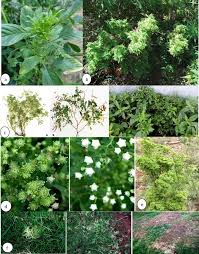 Image result for Rhynchosia luteola