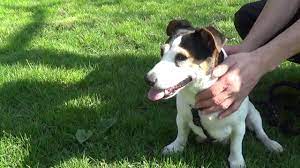 Am anfang stürmen viele verschiedene eindrücke auf einmal auf einen hund ein, wenn er ein neues herrchen oder frauchen gefunden hat. Tierheim Kassel Ein Hund Und Eine Katze Suchen Ein Neues Zuhause Youtube