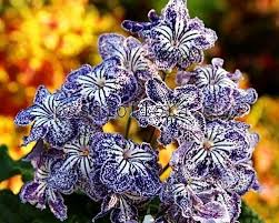 Image result for Streptocarpus goetzei