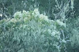 Image result for Nuxia floribunda