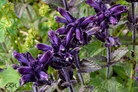 Image result for Orobanchaceae