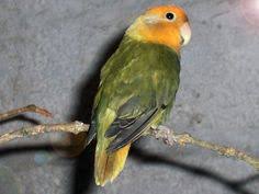 Download now lovebird parblue violet gambar mutasi pb vio untuk pemula. Felix Felixharya Profile Pinterest