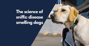 On top of dogs presenting symptoms derived from the primary tumor, in advanced. The Science Of Sniffs Disease Smelling Dogs Understanding Animal Research Understanding Animal Research