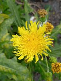 Image result for Sonchus friesii
