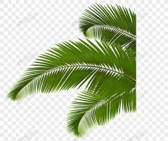 Lidi kelapa boleh dibuat penyapu lidi. Daun Daun Kelapa Hijau Gambar Unduh Gratis Imej 400540113 Format Png My Lovepik Com